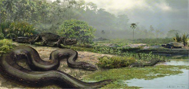 Titanoboa How Titanoboa the 40FootLong Snake Was Found Science Smithsonian