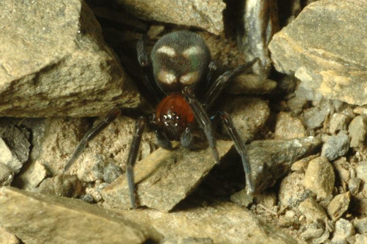 Titanoecidae Pavouci CZ Titanoecidae