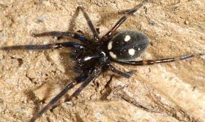 Titanoecidae Home ArachnoPhoto Spiders of Europe