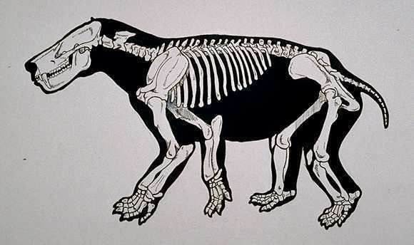 Titanoides Paleocene mammals of the world