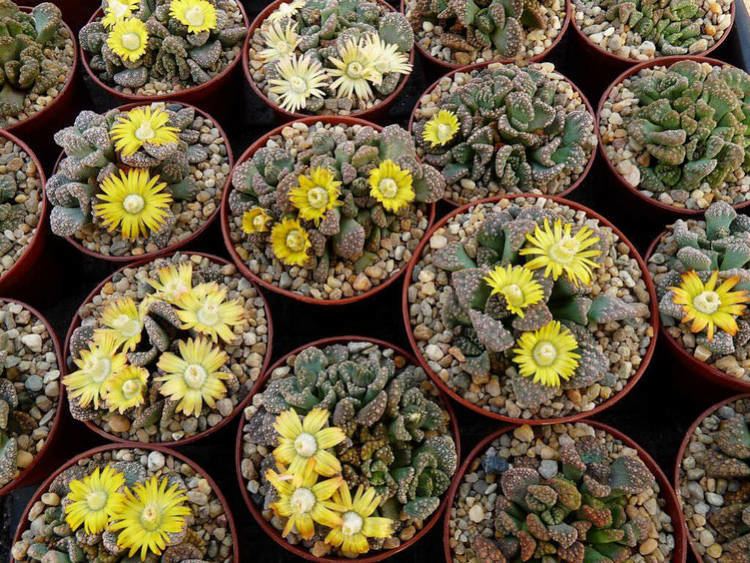 Titanopsis How to Grow and Care for Titanopsis World of Succulents