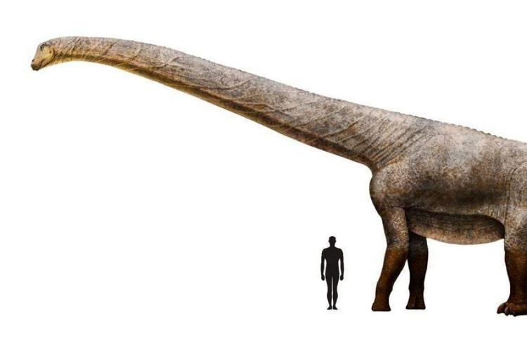 Titanosaur Australia39s largest discovered dinosaur a Titanosaur called Cooper