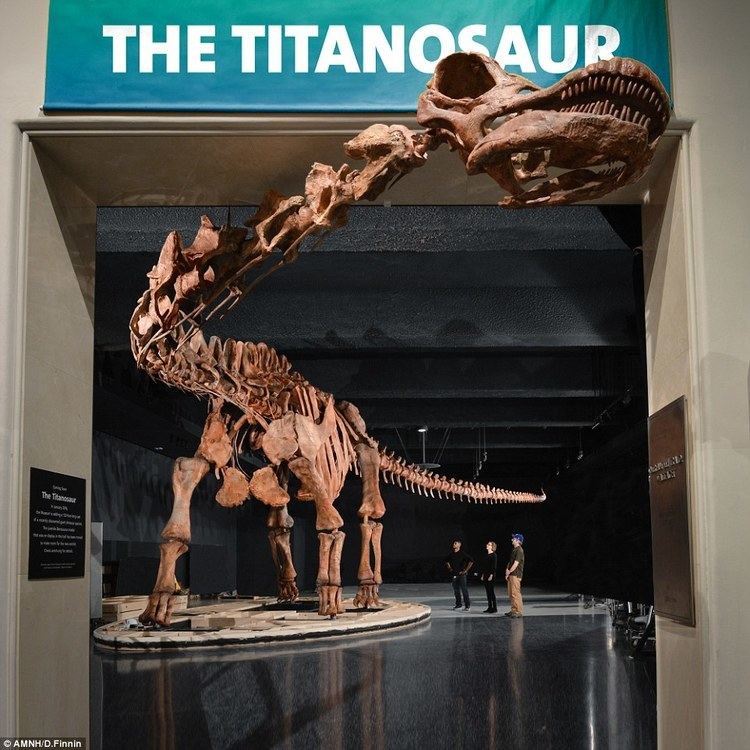Titanosaur New York gets a TITANOSAUR at natural history museum Daily Mail Online