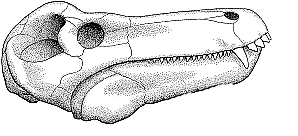Titanosuchus Palaeos Vertebrates Therapsida Tapinocephalia