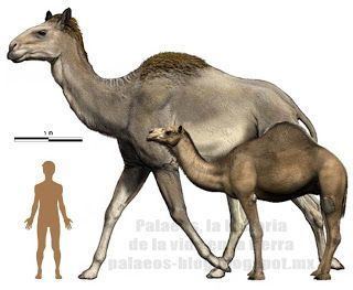 Titanotylopus Titanotylopus the biggest camel to have ever existed Extinct