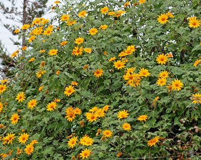Tithonia Tithonia diversifolia quotBolivian Sunflowerquot Buy Online at Annie39s