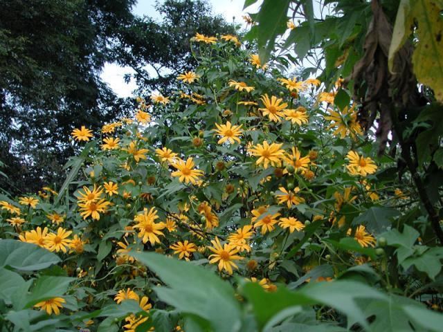 Tithonia diversifolia Mexican sunflower Tithonia diversifolia Feedipedia