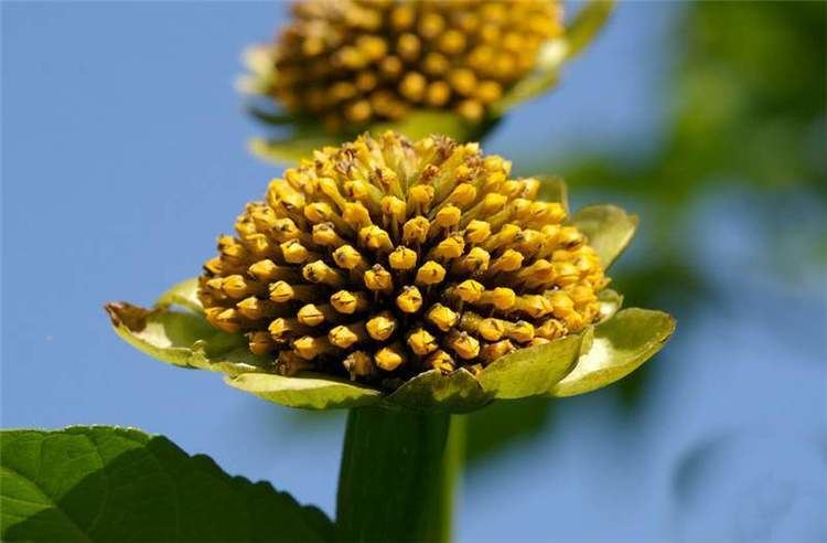 Tithonia diversifolia Factsheet Tithonia diversifolia Mexican Sunflower