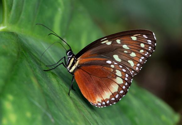 Tithorea tarricina Butterflies of Amazonia Tithorea tarricina