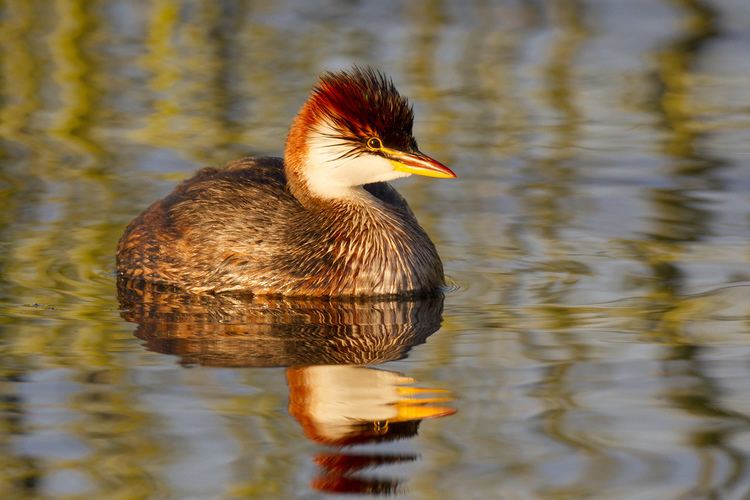 Titicaca grebe Titicaca Grebe Rollandia microptera Zampulln del Titi Flickr