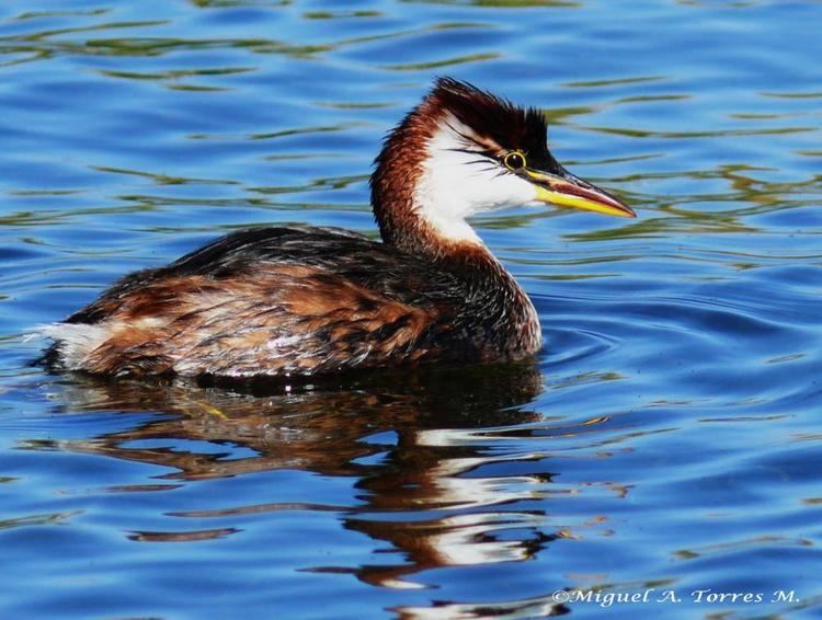 Titicaca grebe Titicaca Grebe Rollandia microptera videos photos and sound