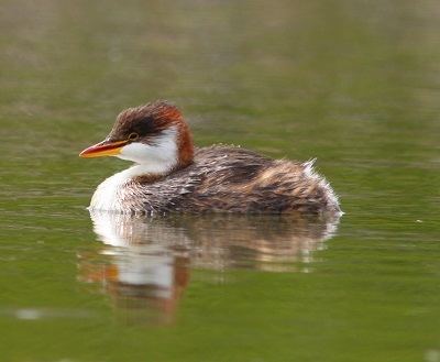 Titicaca grebe Titicaca Grebe