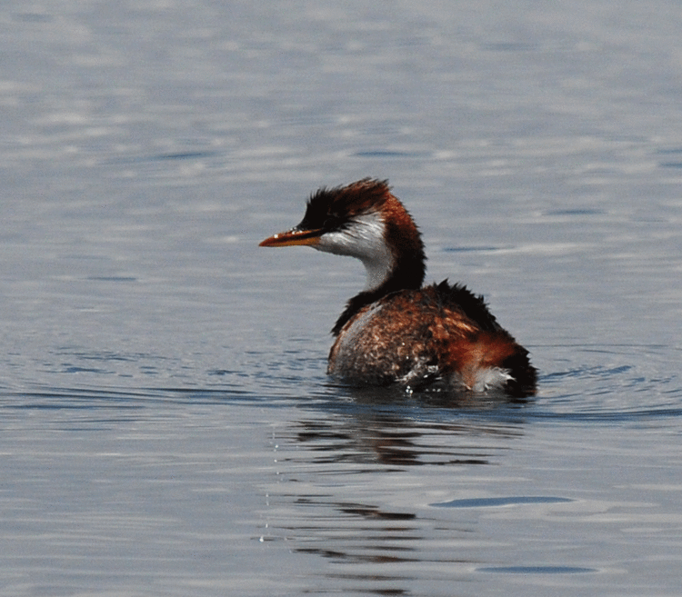 Titicaca grebe ZOOTHERA BIRDING BLOG Lake Titicaca