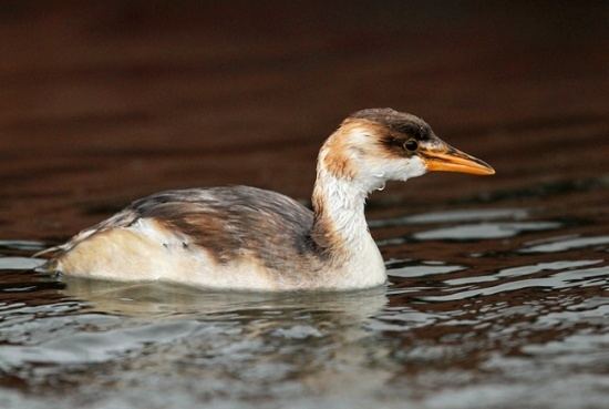 Titicaca grebe Titicaca Grebe BirdForum Opus