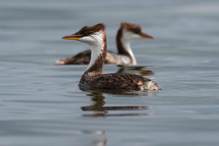 Titicaca grebe Titicaca Grebe Rollandia microptera videos photos and sound