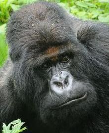 Titus (gorilla) httpsuploadwikimediaorgwikipediaen330Tit