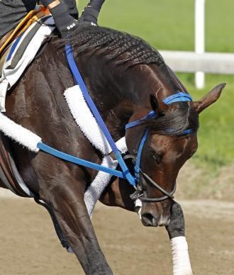 Tizway Breeders39 Cup Tizway will miss Classic due to injury Daily Racing