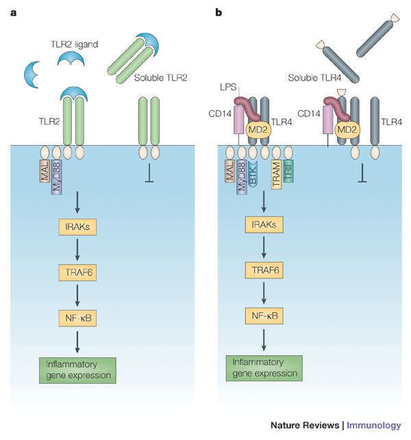 TLR2 Figure 3 Negative regulation of Tolllike receptormediated immune