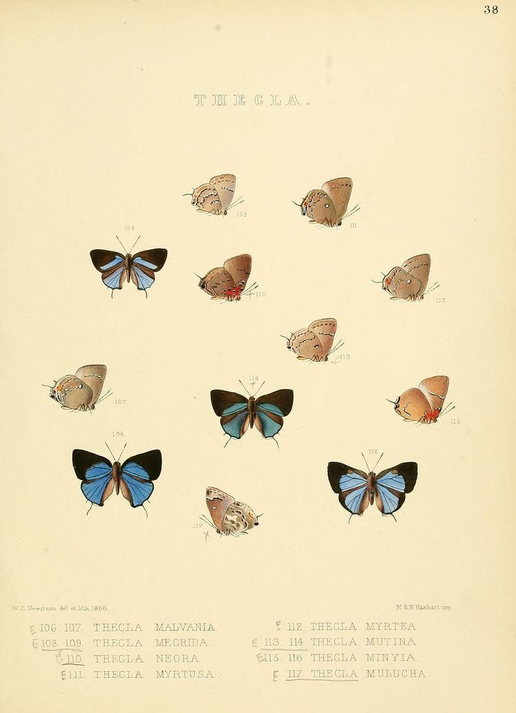 Tmolus (butterfly)