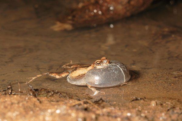 Túngara frog The Tungara Frog39s Mating Call Attracts Predators Science