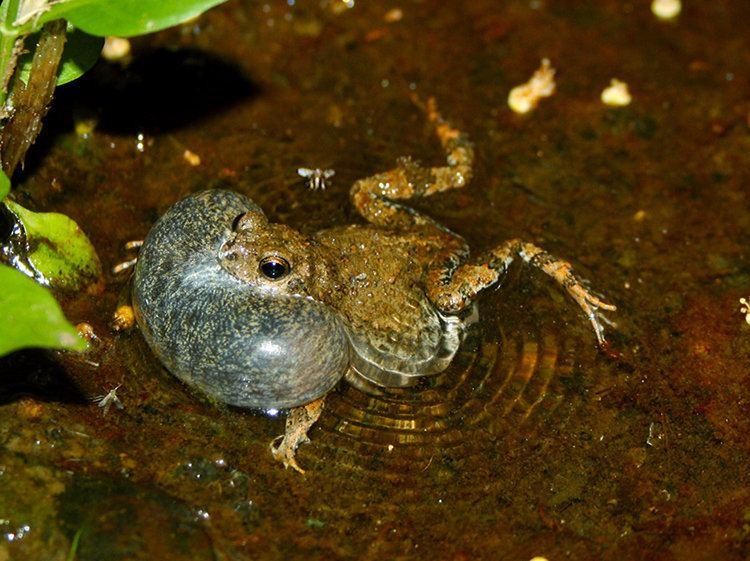Túngara frog A Male Tngara Frog39s Mating Signal Video NYTimescom
