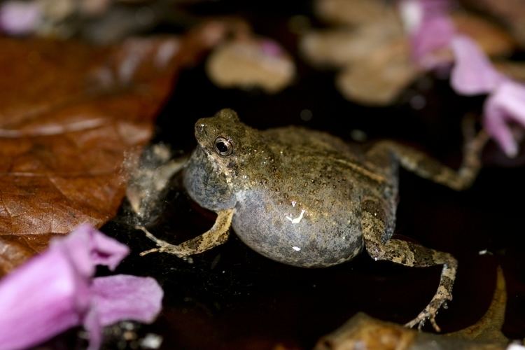 Túngara frog tungara frogs Amphibian Rescue and Conservation Project