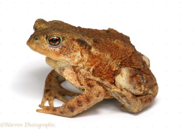 Toad Toad photo WP25863
