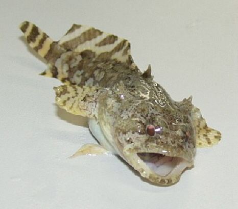Toadfish httpsuploadwikimediaorgwikipediacommonsee