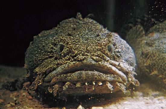 Toadfish toadfish fish Britannicacom