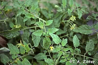 Tobacco etch virus Symptoms of tobacco etch virus on tomato leaves