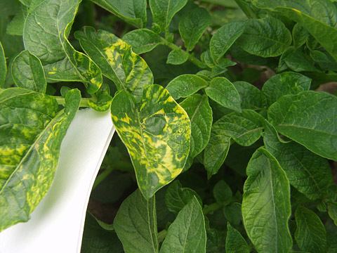 Tobacco rattle virus Delayed Emergence Stem Distortion Stunting and Foliar Symptoms of
