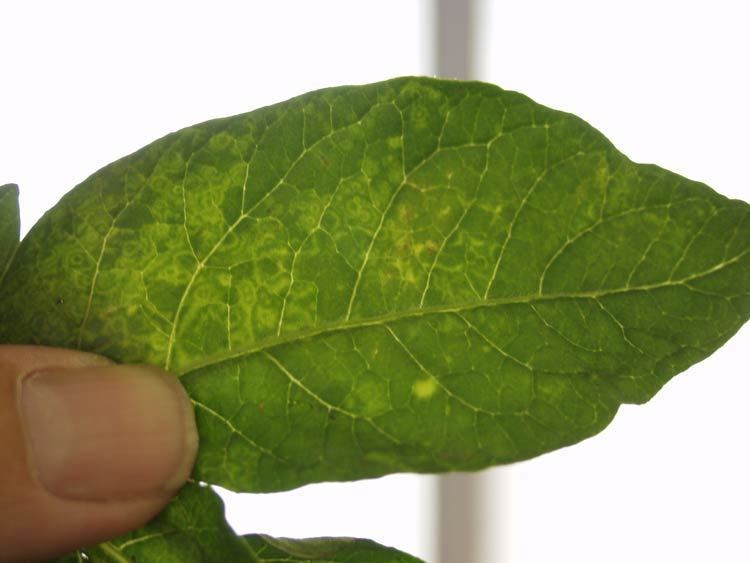 Tobacco rattle virus WSU Vegetable Pathology Program