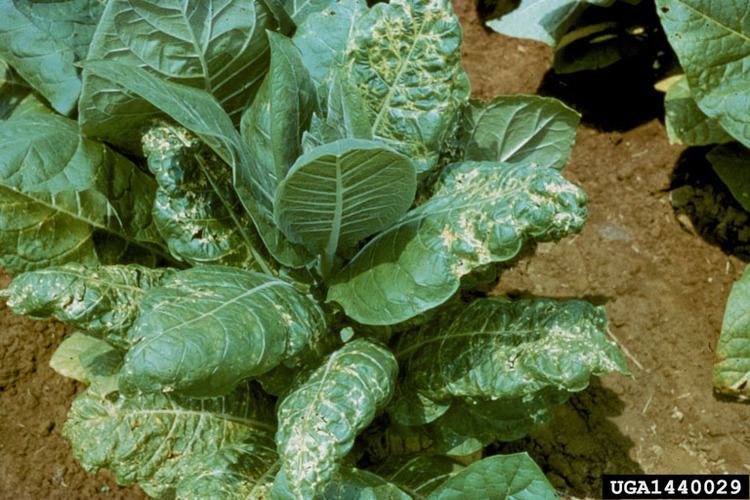 Tobacco ringspot virus Tobacco Ringspot Virus Nepovirus TRSV in Pests not Known to Occur