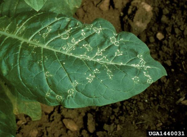 Tobacco ringspot virus Suspicious Virus Makes Rare CrossKingdom Leap From Plants to