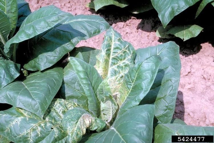 Tobacco streak virus Tobacco Streak Virus Ilarvirus TSV on cultivated tobacco type