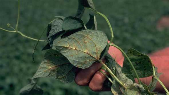 Tobacco streak virus Stop Tobacco Streak Virus From Taking Hold Of Your Vegetables