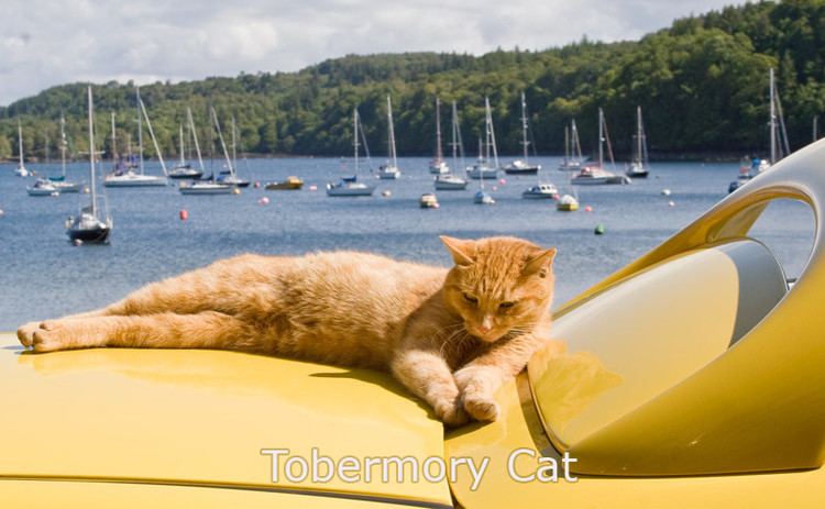 Tobermory Cat Tobermory Cat the world39s first famous for being famous celebrity cat