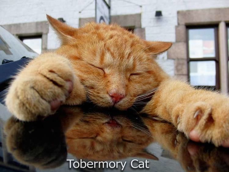 Tobermory Cat wwwtobermorycatcoukimagesonehallbonjpg