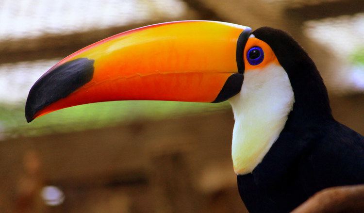 Toco toucan Toco Toucan Facts Diet amp Habitat Information