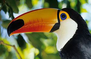 Toco toucan Toco Toucan Facts for Kids