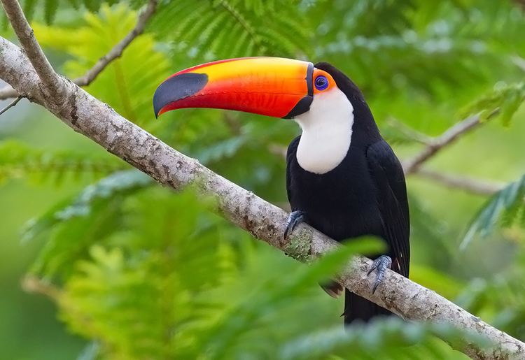 Toco toucan Toco Toucan Facts Habitat Diet Life Cycle Baby Pictures
