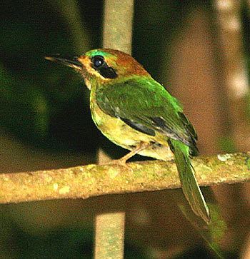 Tody motmot Surfbirds Online Photo Gallery Search Results