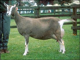 Toggenburg goat British Toggenburg British Goat Society