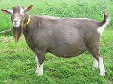 Toggenburg goat httpsuploadwikimediaorgwikipediacommonsthu