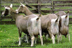 Toggenburg goat Breeds of Livestock Toggenburg Goats Breeds of Livestock