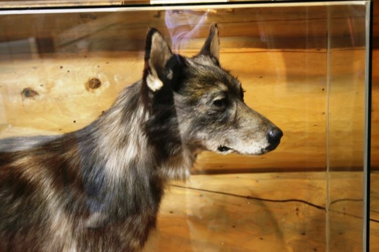 Togo (dog) Togo and Balto 2017 Iditarod Teacher on the Trail Annie Kelley