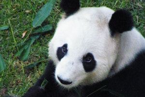 Tohui El Universal DF Preparan inseminacin artificial de panda en