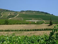Tokaj wine region httpsuploadwikimediaorgwikipediacommonsthu