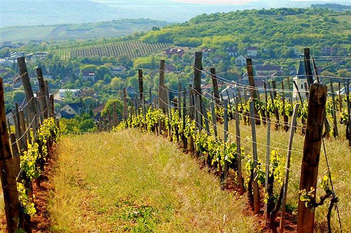 Tokaj wine region The Royal Tokaji Vineyards amp Wine Region