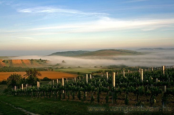 Tokaj wine region Top 3 reasons to visit Tokaj Hungary Travel Guides